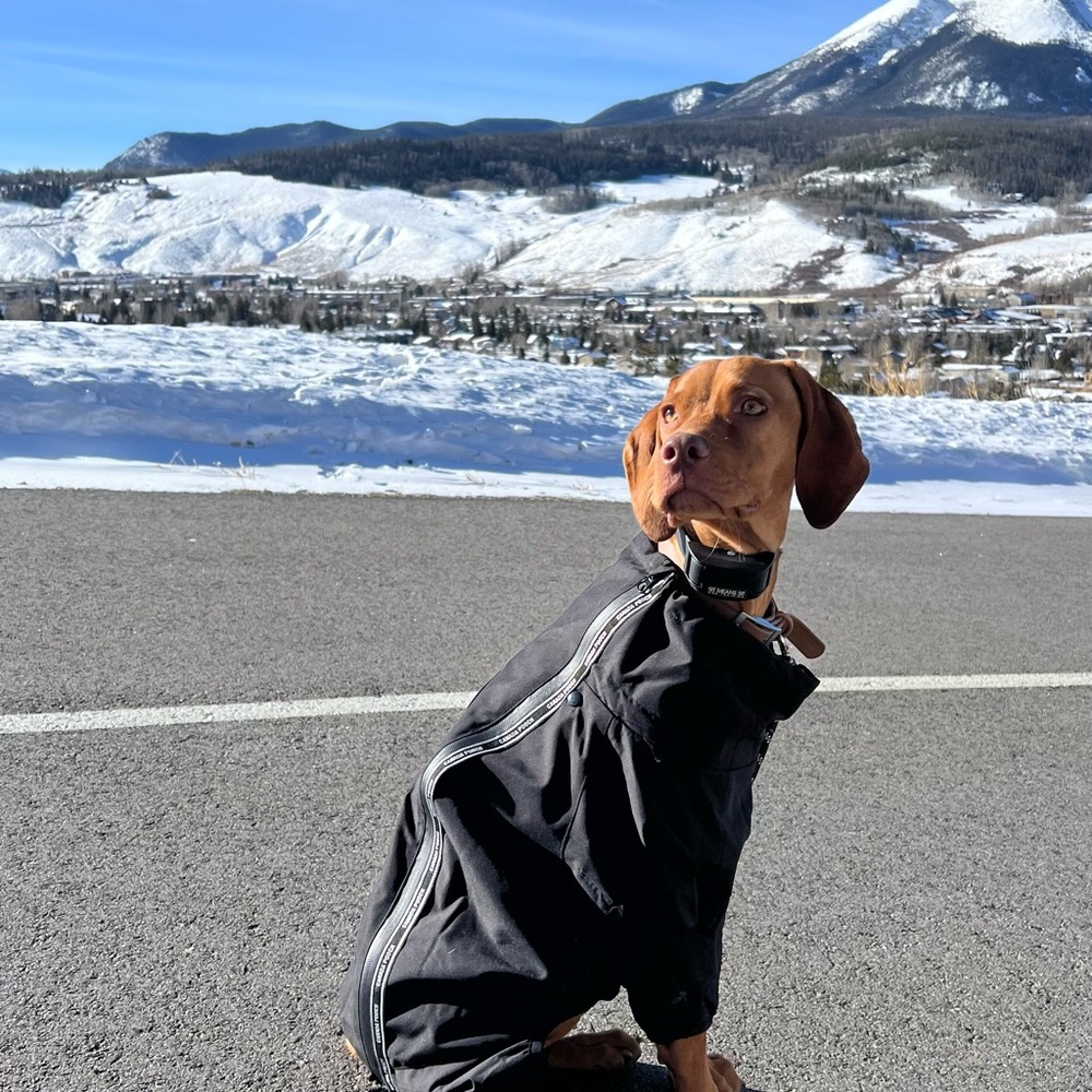 Canada Pooch Dog Snowsuit Thermal Dog Snow Jacket - Black/Size 18”